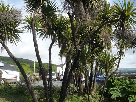 palm trees on jura