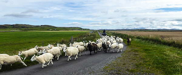 sheep at saligo