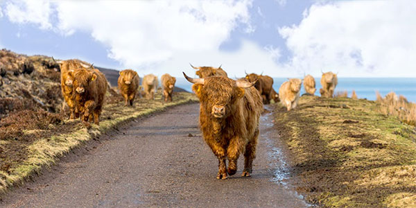 highland cows on the road