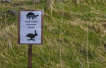 slow down for hares