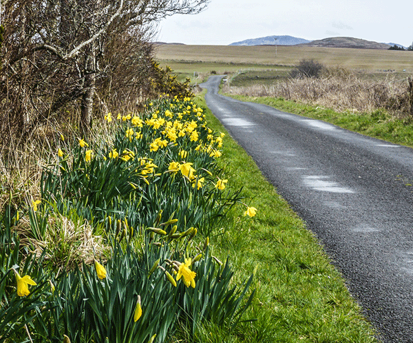 gruinart daffodils